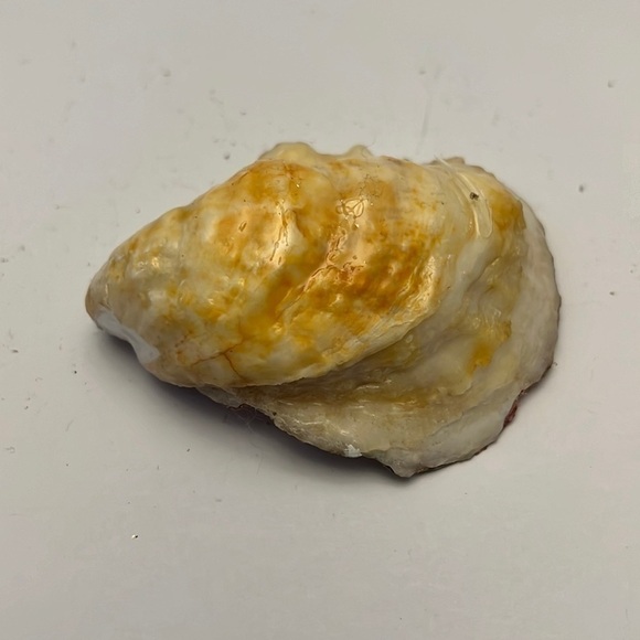 Handmade Oyster Art Shell Trinket Vanity Ring Dish Flowers - Picture 5 of 6